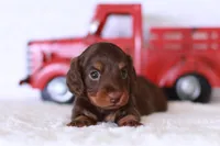 Tiny Timmy , a male Miniature Dachshund for sale in Newberry, IN – 7 of 8