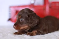 Tiny Timmy , a male Miniature Dachshund for sale in Newberry, IN – 2 of 8