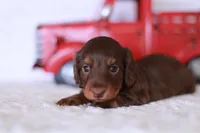 Tiny Timmy , a male Miniature Dachshund for sale in Newberry, IN – 3 of 8