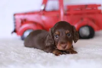 Tiny Timmy , a male Miniature Dachshund for sale in Newberry, IN – 5 of 8