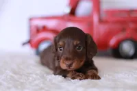 Tiny Timmy , a male Miniature Dachshund for sale in Newberry, IN – 4 of 8