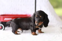 Marlo, a male Miniature Dachshund for sale in Newberry, IN – 6 of 10