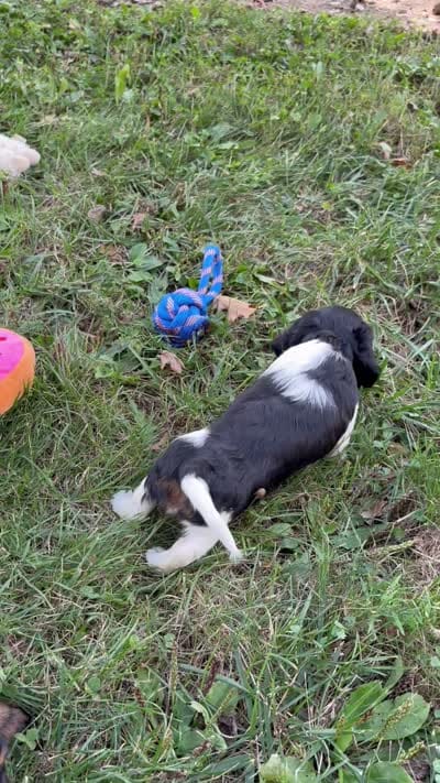 Lucy , a female Miniature Dachshund for sale in Newberry, IN – 10 of 10
