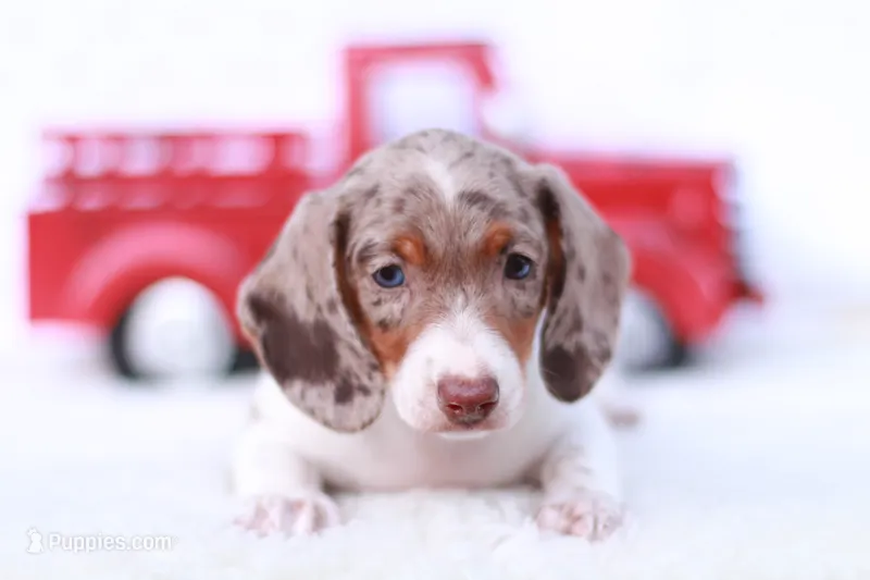 Taffy – Miniature Dachshund puppy for sale in Newberry, IN