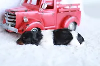 Lucy , a female Miniature Dachshund for sale in Newberry, IN – 3 of 7