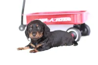 Marcy, a female Miniature Dachshund for sale in Newberry, IN – 10 of 10