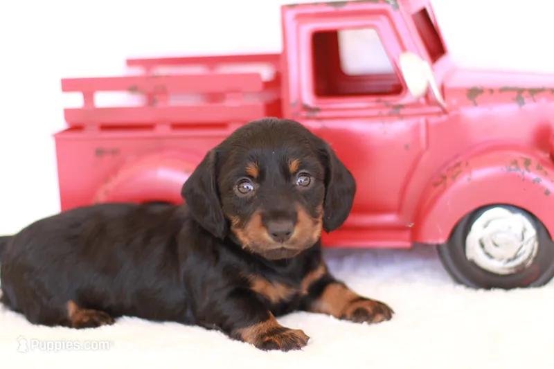 Marcy – Miniature Dachshund puppy for sale in Newberry, IN