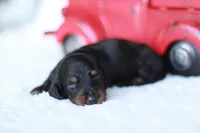 Marlo, a male Miniature Dachshund for sale in Newberry, IN – 4 of 4