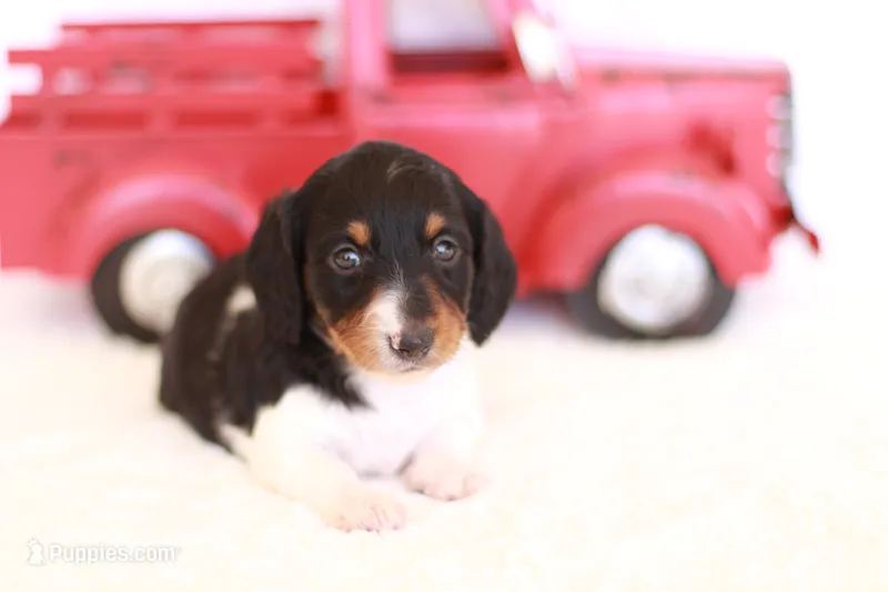Lucy  – Miniature Dachshund puppy for sale in Newberry, IN