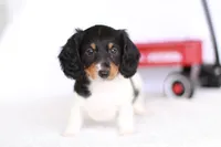 Lucy , a female Miniature Dachshund for sale in Newberry, IN – 6 of 10