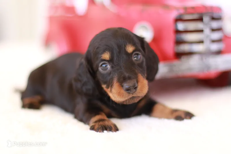 Daisy  – Miniature Dachshund puppy for sale in Newberry, IN