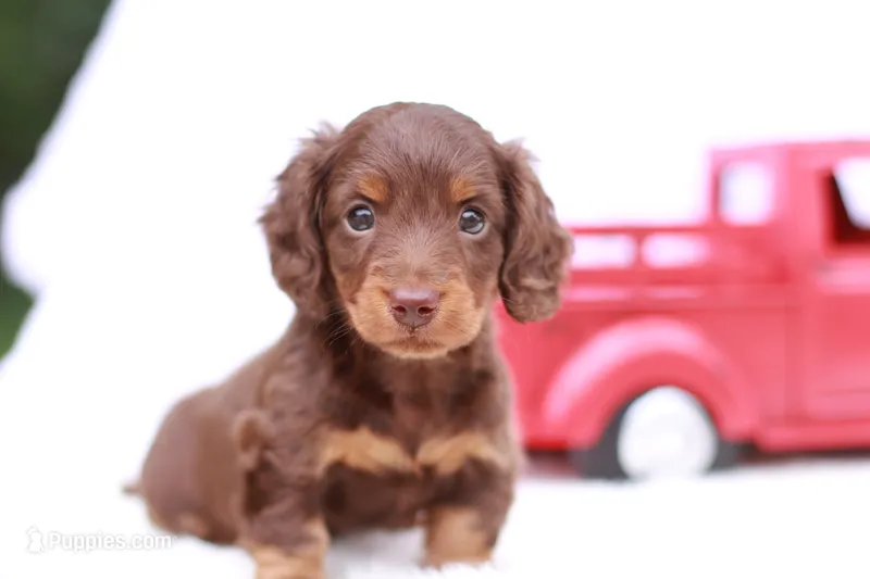 Tiny Timmy  – Miniature Dachshund puppy for sale in Newberry, IN