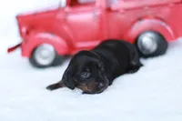 Marcy, a female Miniature Dachshund for sale in Newberry, IN – 3 of 4