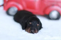 Marlo, a male Miniature Dachshund for sale in Newberry, IN – 2 of 4