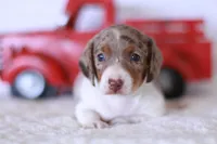 Taffy, a male Miniature Dachshund for sale in Newberry, IN – 7 of 7