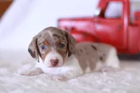 Taffy, a male Miniature Dachshund for sale in Newberry, IN – 3 of 7