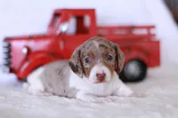 Taffy, a male Miniature Dachshund for sale in Newberry, IN – 6 of 7
