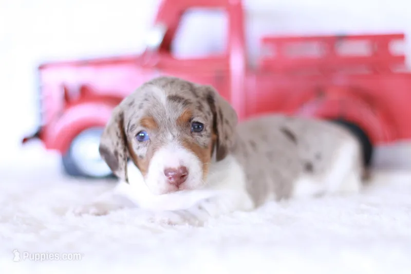 Taffy – Miniature Dachshund puppy for sale in Newberry, IN
