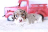 Taffy, a male Miniature Dachshund for sale in Newberry, IN – 1 of 7