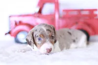 Taffy, a male Miniature Dachshund for sale in Newberry, IN – 2 of 7