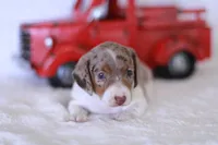 Taffy, a male Miniature Dachshund for sale in Newberry, IN – 5 of 7