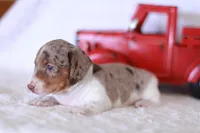 Taffy, a male Miniature Dachshund for sale in Newberry, IN – 4 of 7