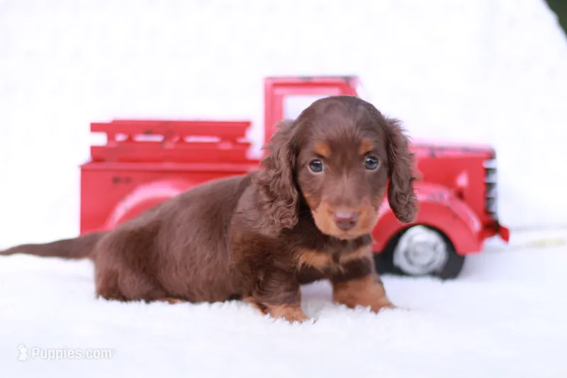 Tiny Timmy  – Miniature Dachshund puppy for sale in Newberry, IN