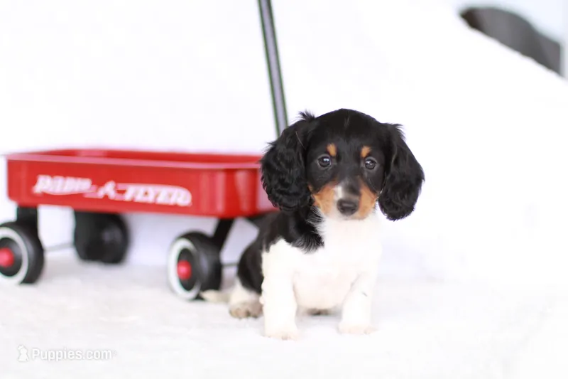 Lucy  – Miniature Dachshund puppy for sale in Newberry, IN