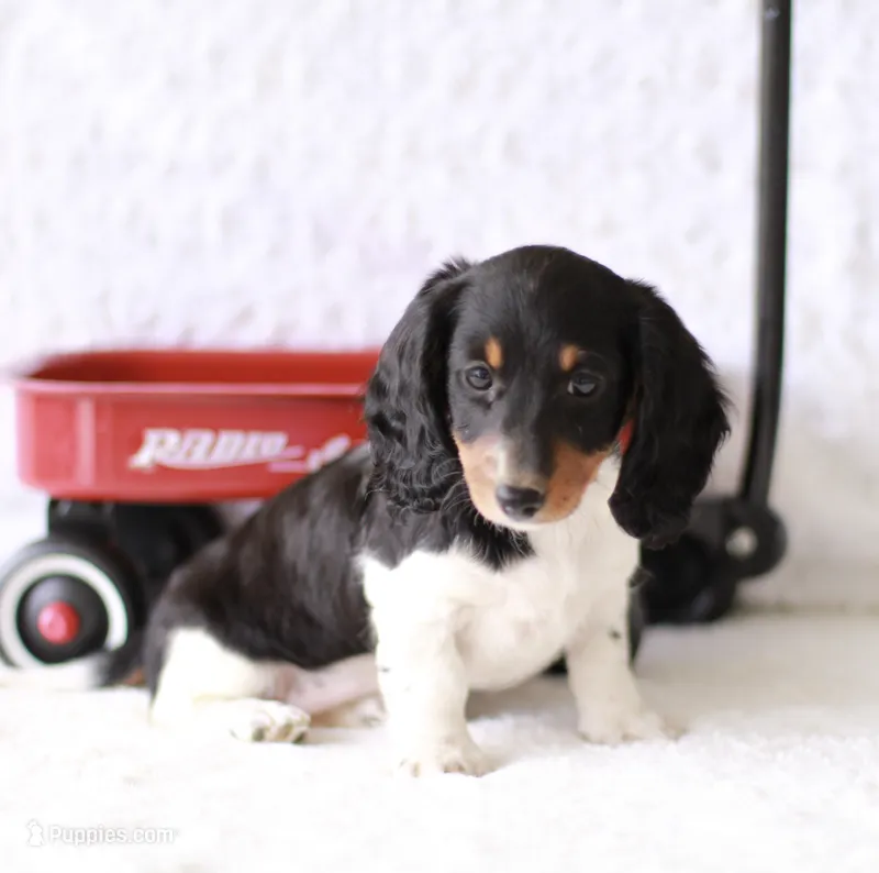 Lucy  – Miniature Dachshund puppy for sale in Newberry, IN