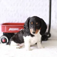 Lucy , a female Miniature Dachshund for sale in Newberry, IN – 1 of 10