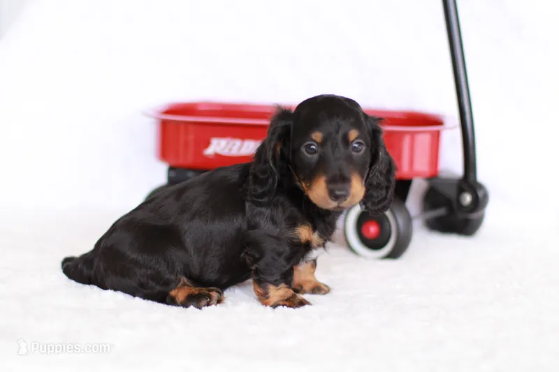 Marlo – Miniature Dachshund puppy for sale in Newberry, IN