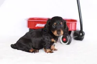 Marlo, a male Miniature Dachshund for sale in Newberry, IN – 8 of 10