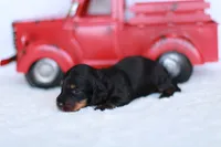 Daisy , a female Miniature Dachshund for sale in Newberry, IN – 4 of 5