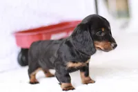 Marcy, a female Miniature Dachshund for sale in Newberry, IN – 2 of 10