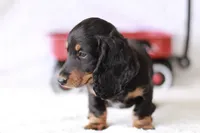 Marlo, a male Miniature Dachshund for sale in Newberry, IN – 2 of 10