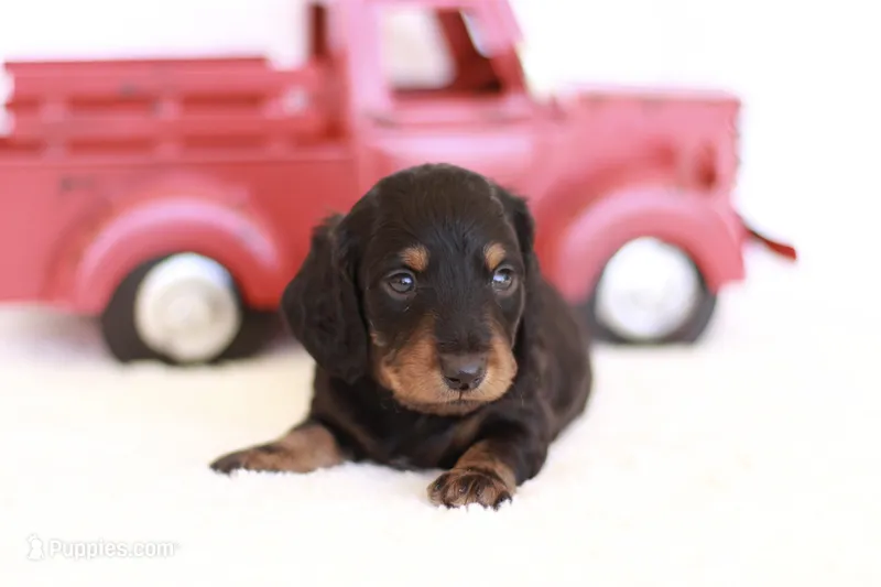 Marlo – Miniature Dachshund puppy for sale in Newberry, IN
