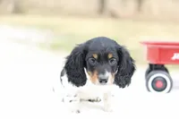 Grant , a male Miniature Dachshund for sale in Newberry, IN – Photo 4 of 8