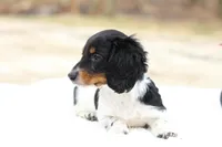Grant , a male Miniature Dachshund for sale in Newberry, IN – Photo 3 of 8