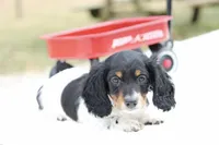 Grant , a male Miniature Dachshund for sale in Newberry, IN – Photo 5 of 8