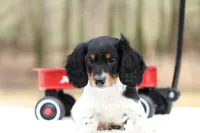 Grant , a male Miniature Dachshund for sale in Newberry, IN – Photo 2 of 8