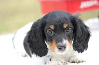 Grant , a male Miniature Dachshund for sale in Newberry, IN – Photo 6 of 8
