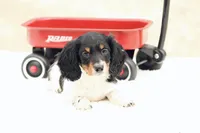 Grant , a male Miniature Dachshund for sale in Newberry, IN – Photo 7 of 8