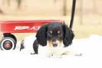 Grant , a male Miniature Dachshund for sale in Newberry, IN – Photo 8 of 8
