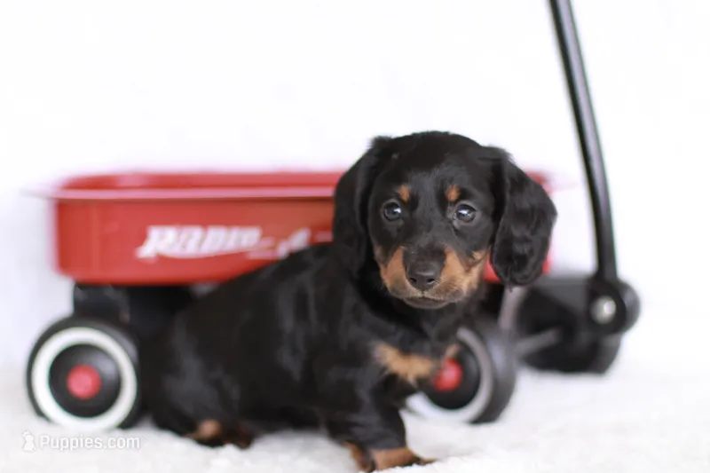 Marcy – Miniature Dachshund puppy for sale in Newberry, IN
