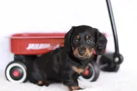 Marcy, a female Miniature Dachshund for sale in Newberry, IN – 8 of 10