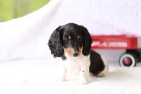 Lucy , a female Miniature Dachshund for sale in Newberry, IN – 2 of 10