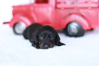 Marcy, a female Miniature Dachshund for sale in Newberry, IN – 4 of 4