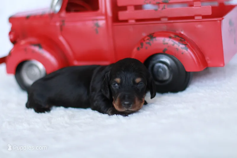 Daisy  – Miniature Dachshund puppy for sale in Newberry, IN