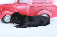 Marcy, a female Miniature Dachshund for sale in Newberry, IN – 2 of 4