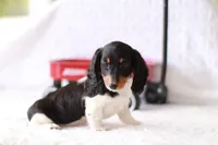 Lucy , a female Miniature Dachshund for sale in Newberry, IN – 4 of 10